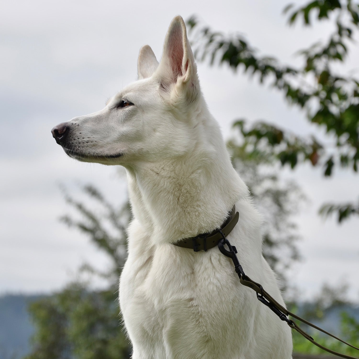 Hundehalsband aus BioThane - 5-Fach verstellbare - Größe M - Halsumfang 37 - 45 cm - Oliv