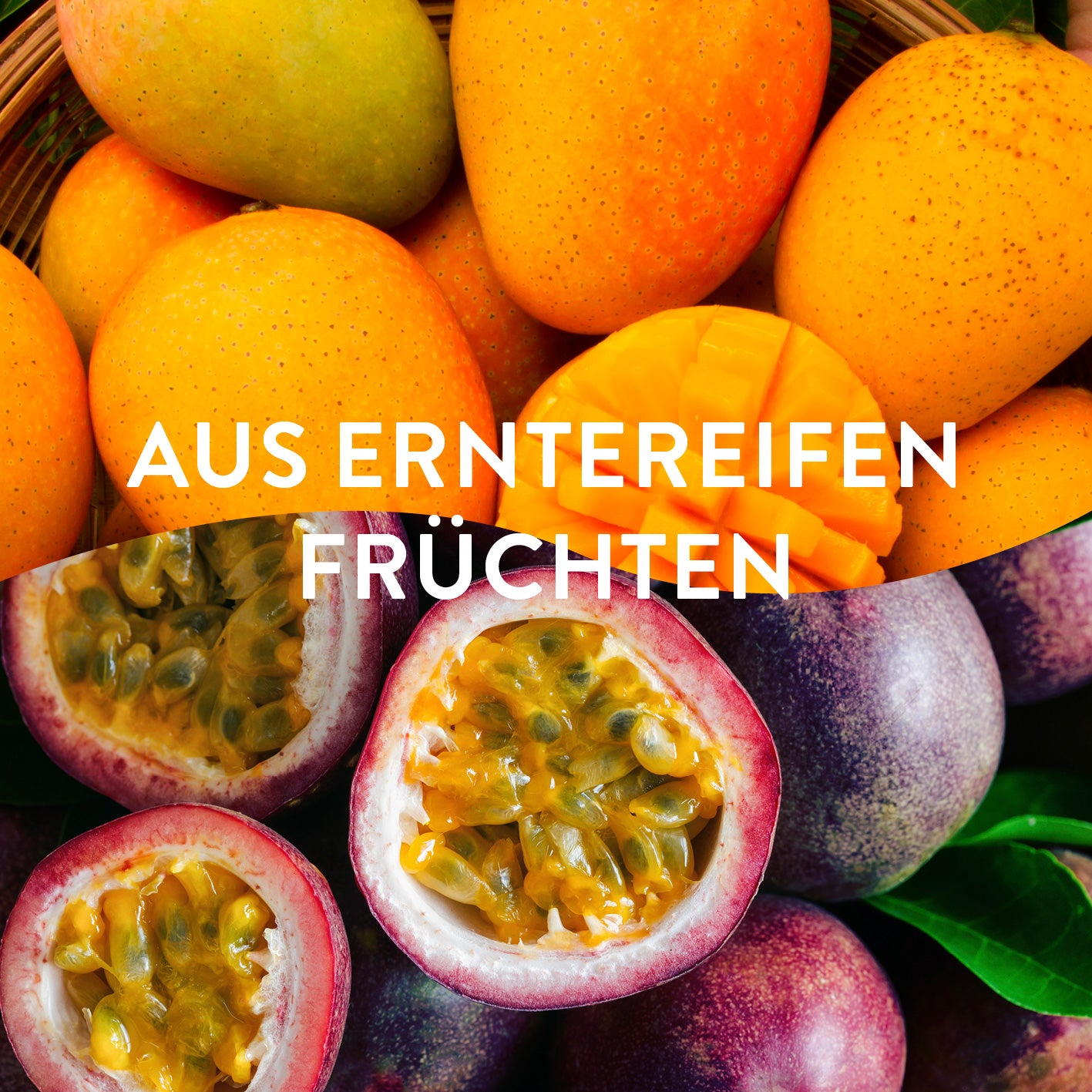 ZEBRASTIC Ice – Fruchteis zum Selbsteinfrieren - Mango & Passionfruit - 4er-Set (20x 50g)