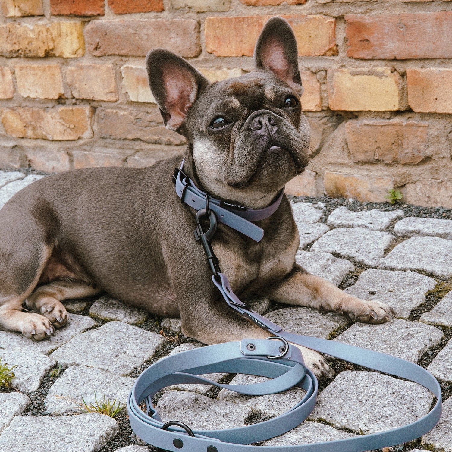 Hundehalsband aus BioThane - 5-Fach verstellbare - Größe M - Halsumfang 37 - 45 cm - Grau